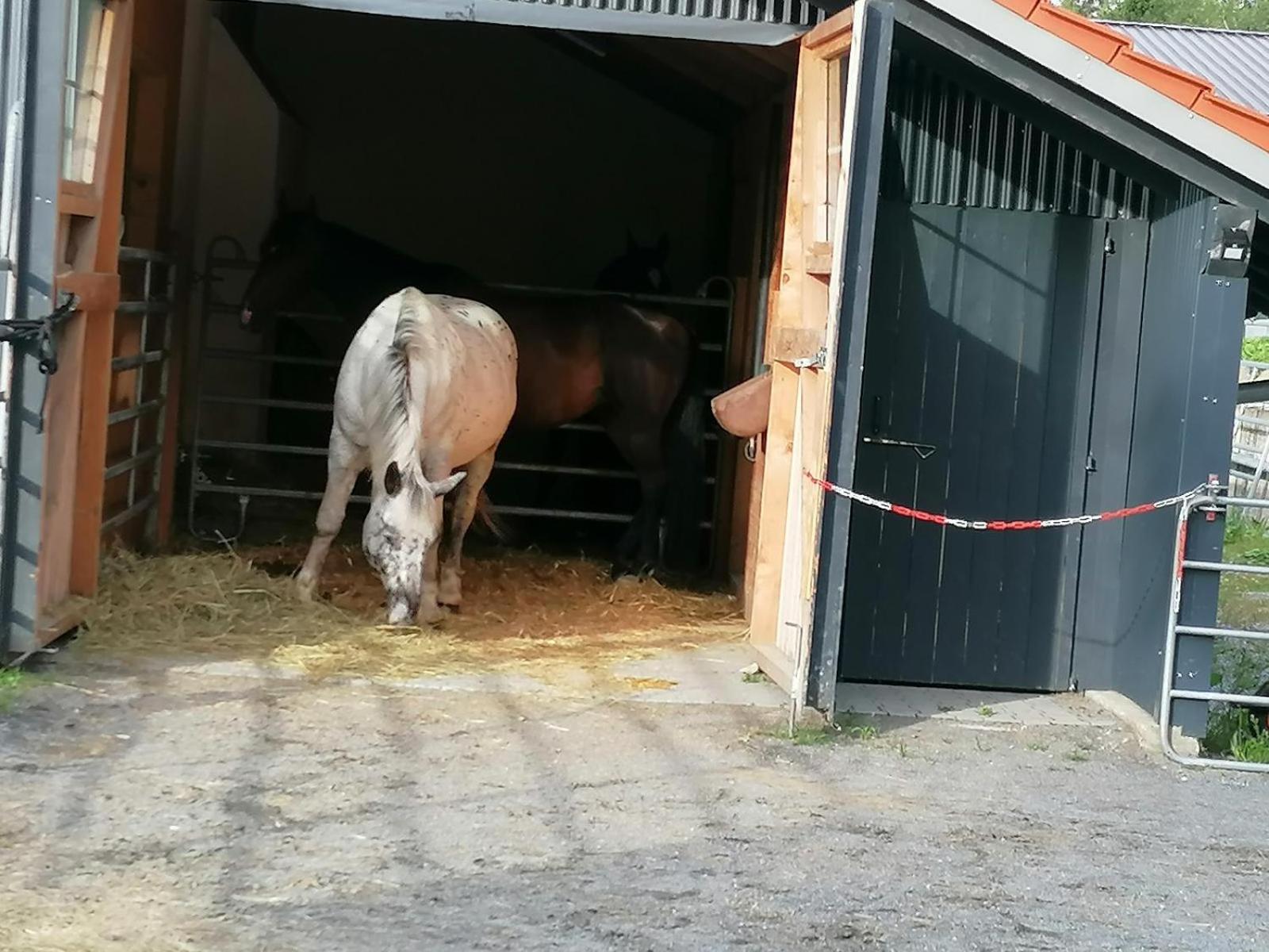 Wild Life Ranch Villa Schofweg Bagian luar foto