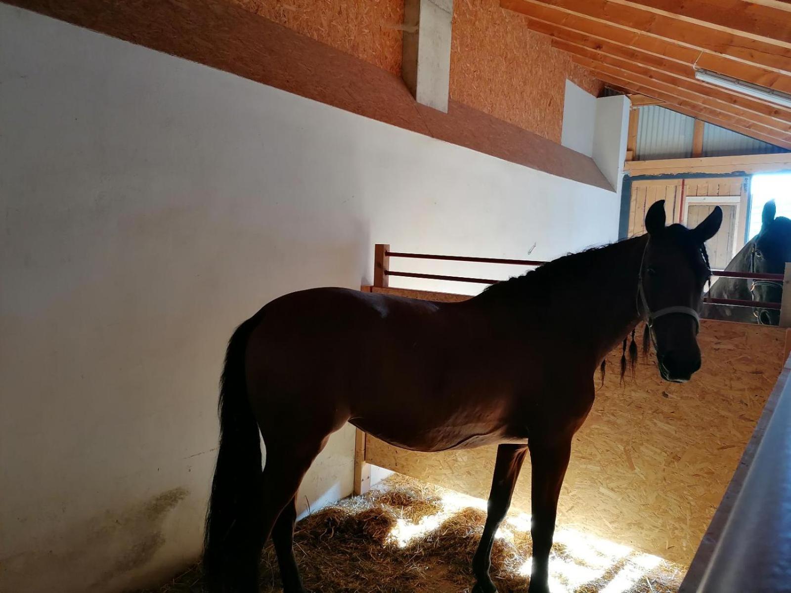 Wild Life Ranch Villa Schofweg Bagian luar foto