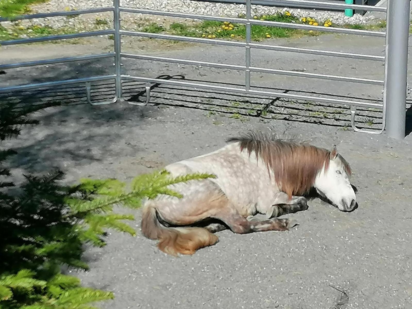 Wild Life Ranch Villa Schofweg Bagian luar foto